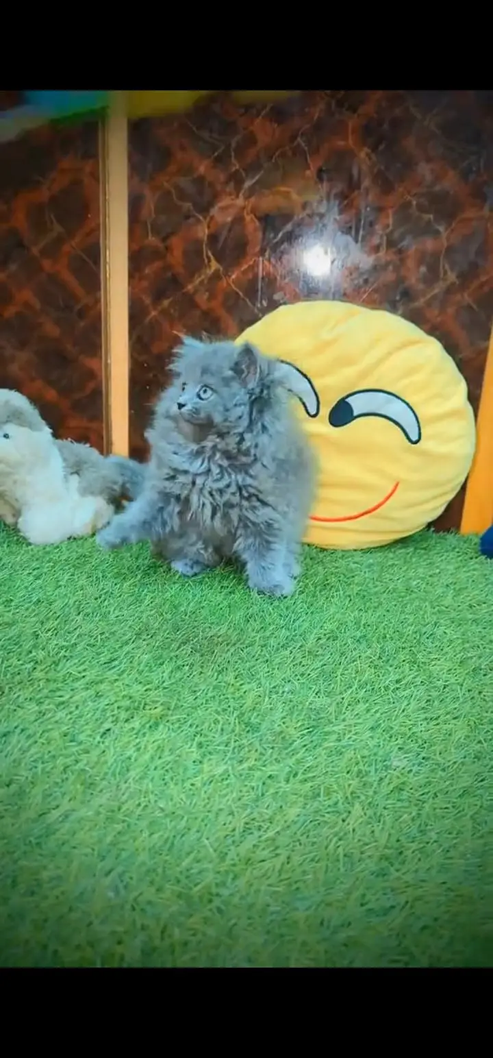 Quality Persian Punch face cat & kittens 03495425573 WhatsApp — photo 3