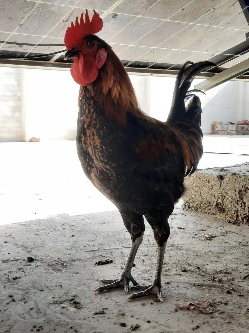 Golden Misri rooster | 1.6kg — photo 2