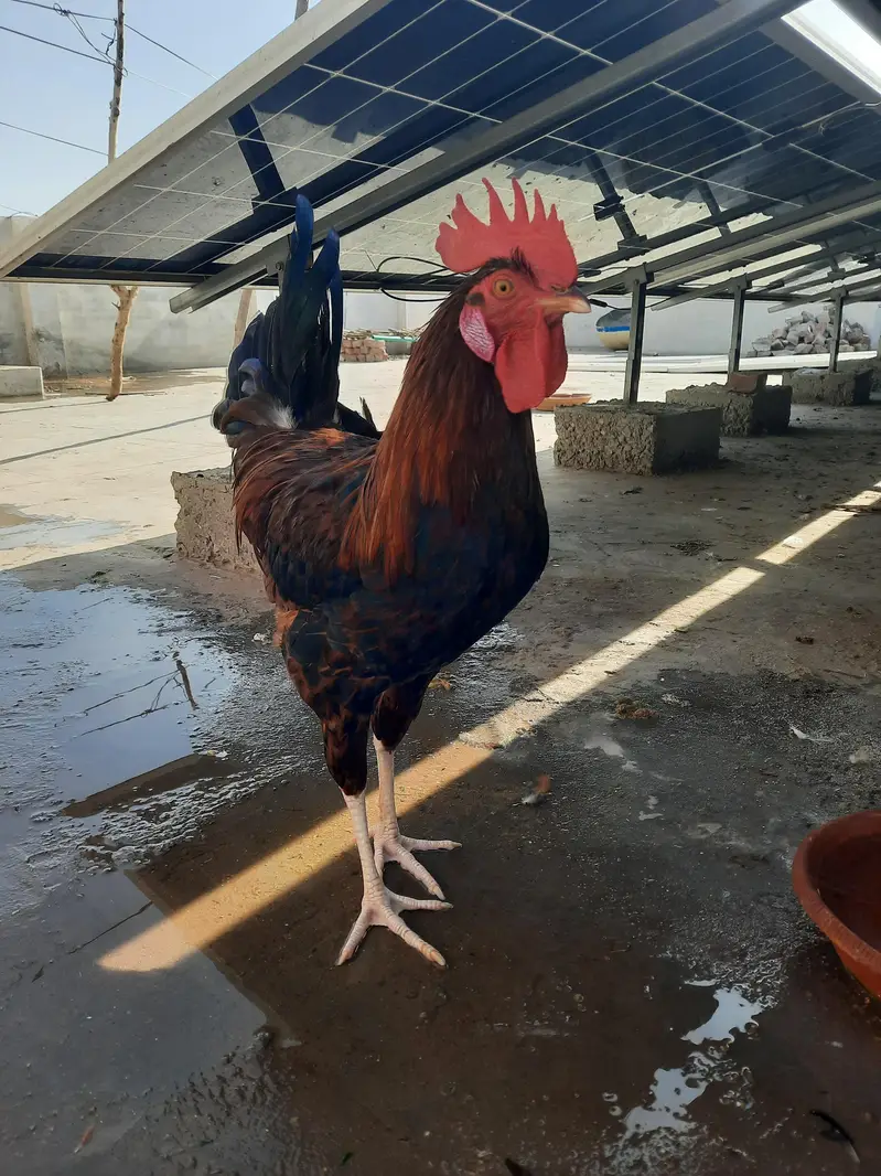 Golden Misri rooster | 1.6kg — photo 4