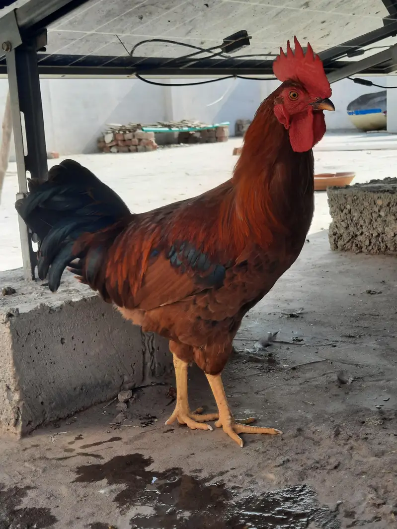 Golden Misri rooster | 1.6kg — photo 5