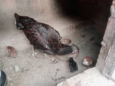 Aseel murghi with 3 chicks urgent sale