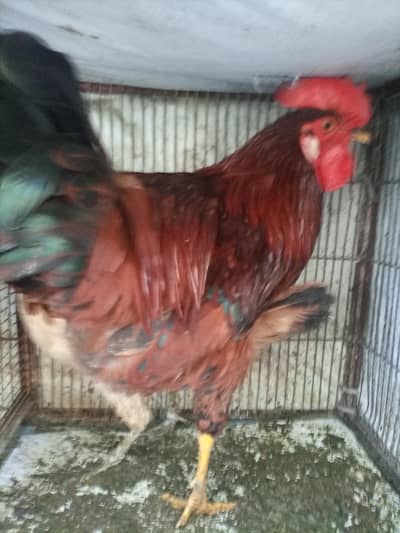 sale breeder golden misri and desi murghay