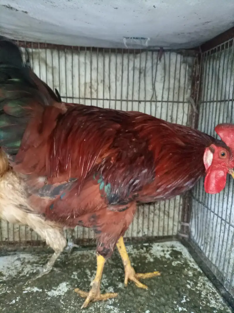 sale breeder golden misri and desi murghay — photo 2