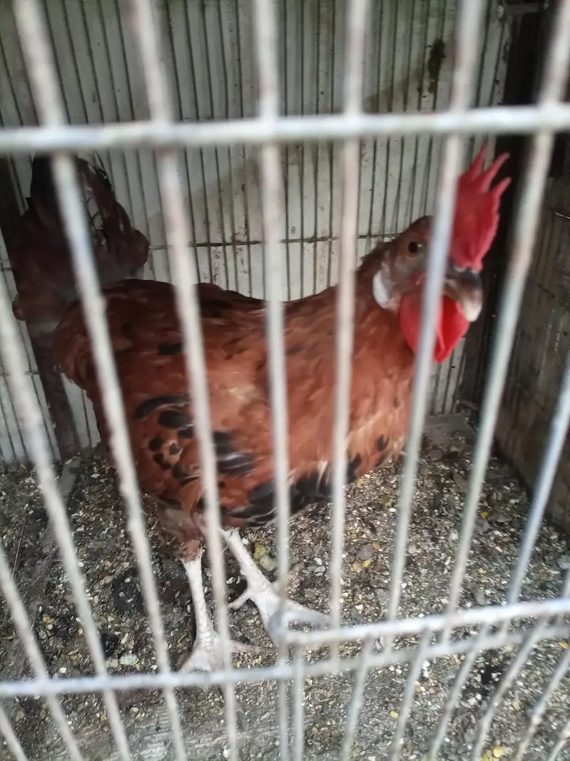 sale breeder golden misri and desi murghay — photo 3