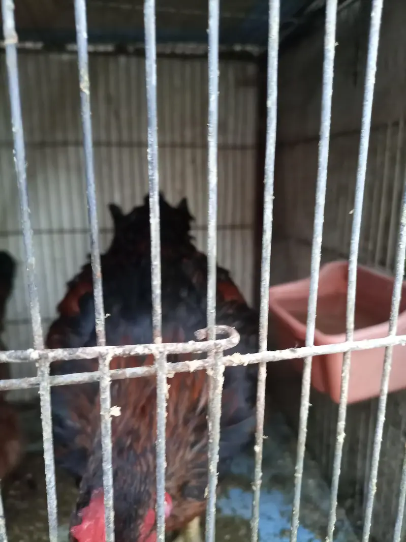 sale breeder golden misri and desi murghay — photo 4