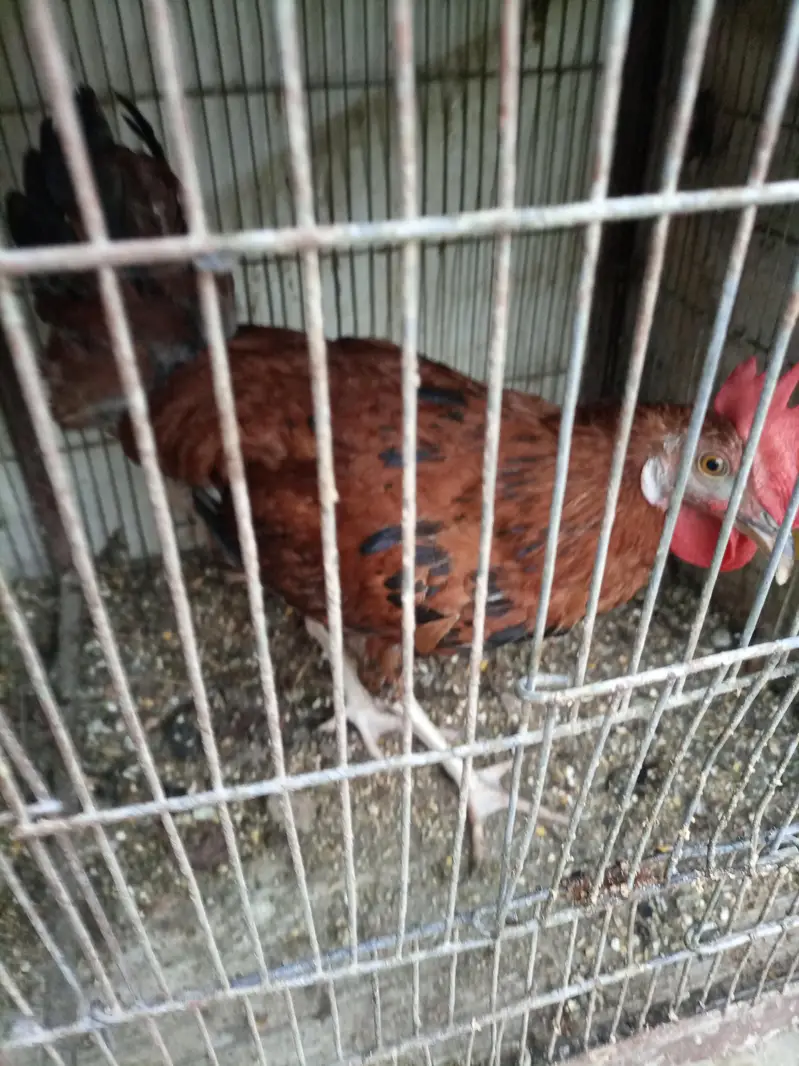 sale breeder golden misri and desi murghay — photo 5