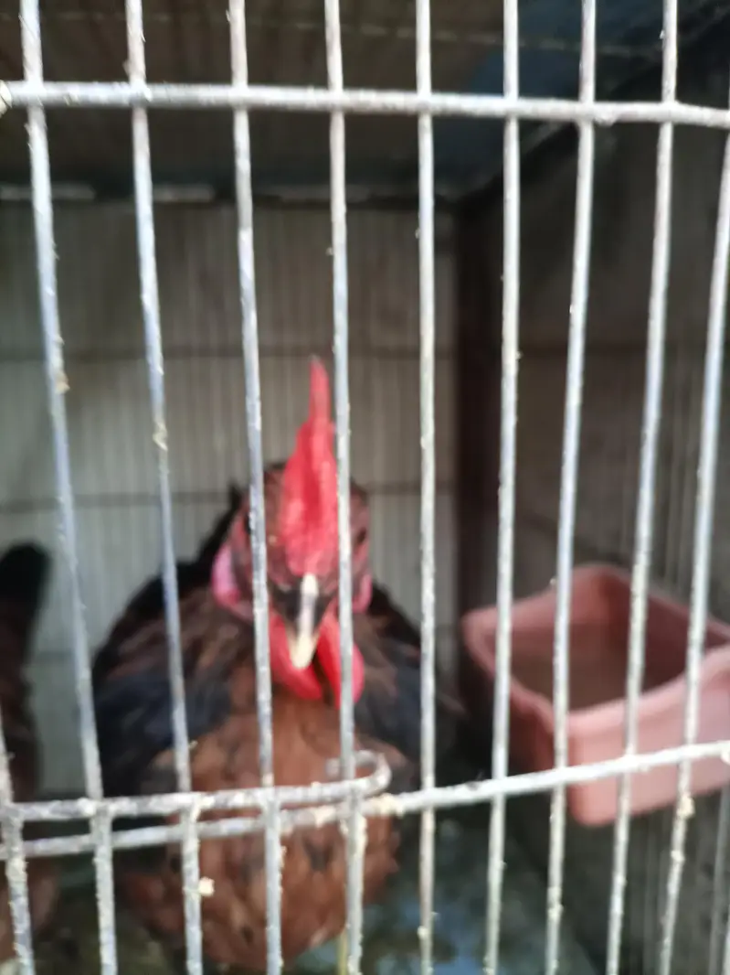 sale breeder golden misri and desi murghay — photo 6