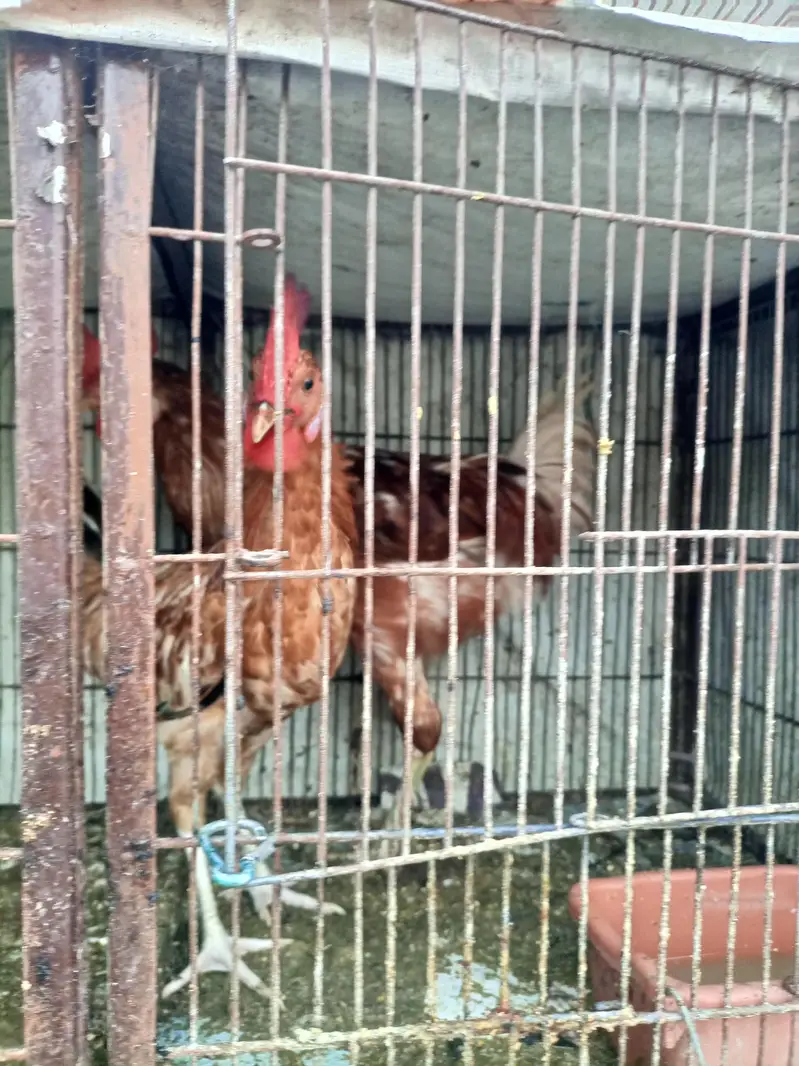 sale breeder golden misri and desi murghay — photo 7