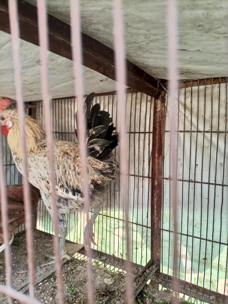 sale breeder golden misri and desi murghay — photo 9