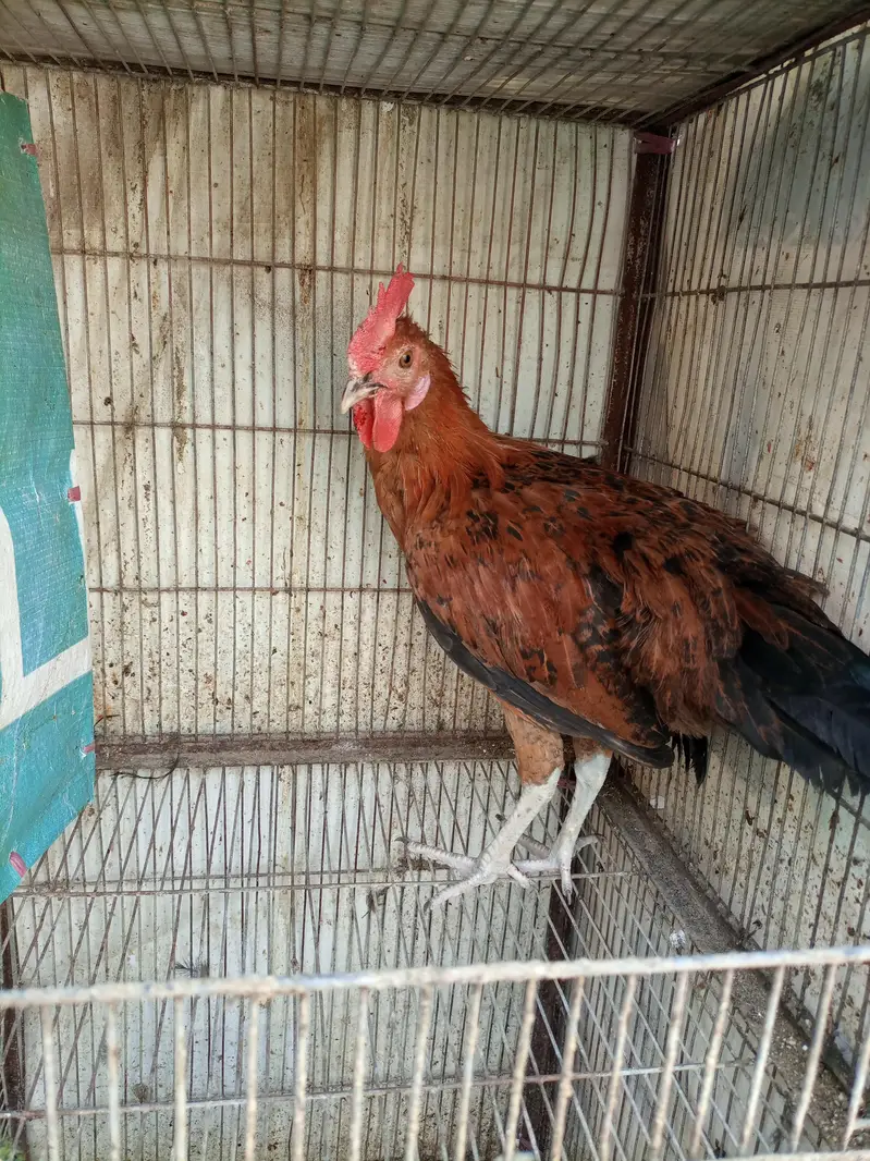 sale breeder golden misri and desi murghay — photo 10