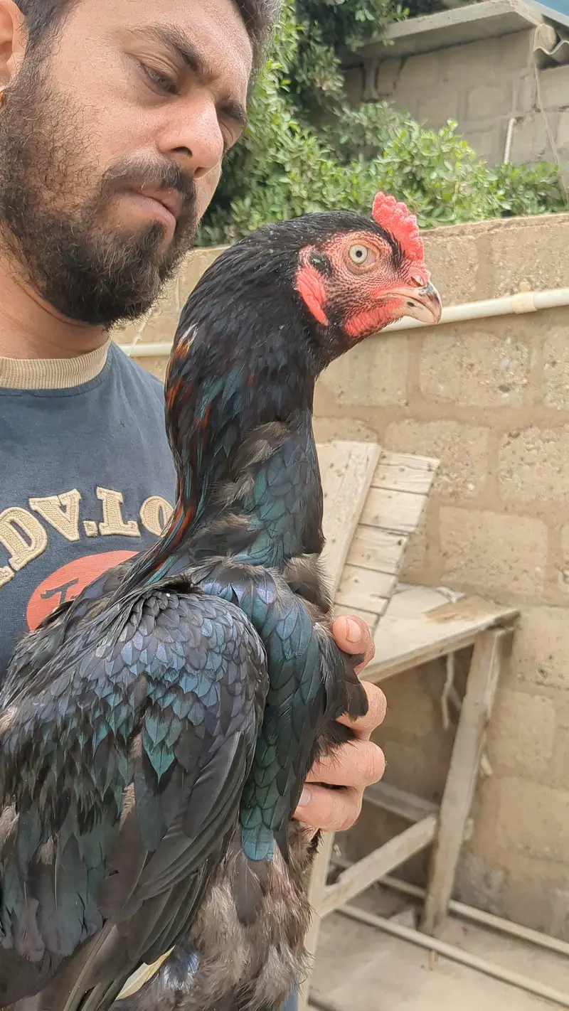 mushka lasani — photo 4