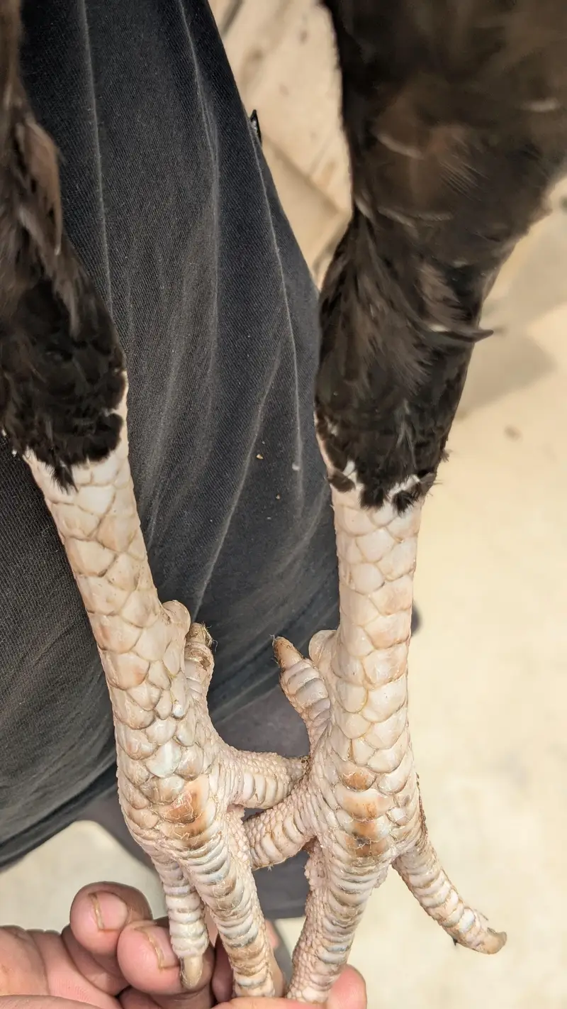 mushka lasani — photo 5