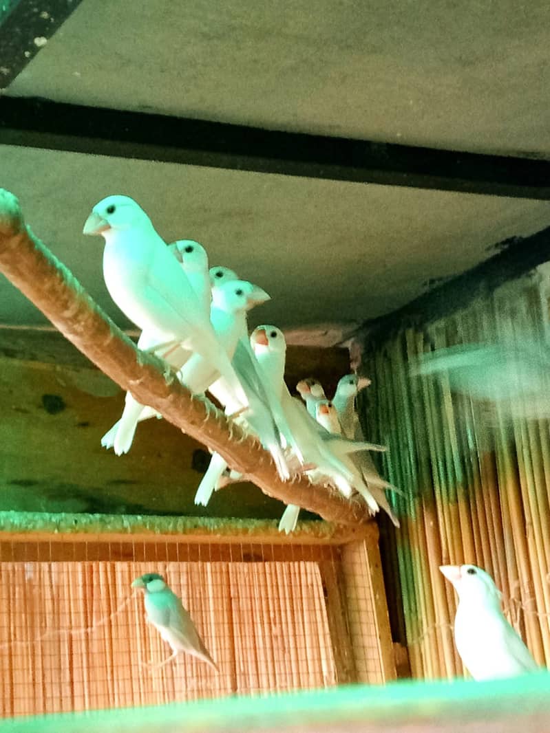 White Java nd fave Java available 0