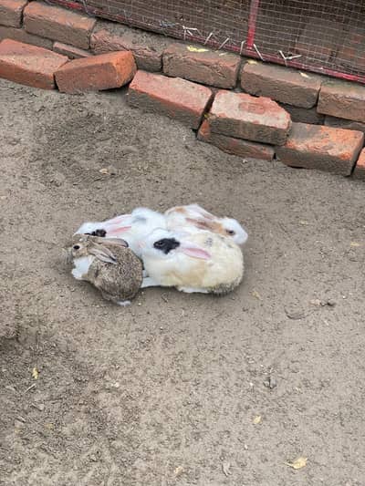 Rabbits male and female for sale