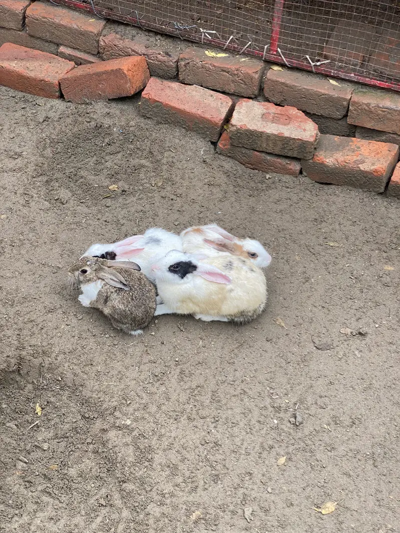 Rabbits male and female for sale