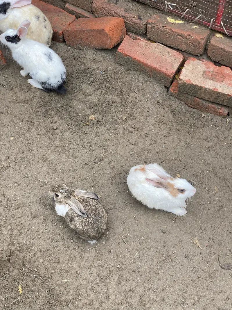 Rabbits male and female for sale — photo 2