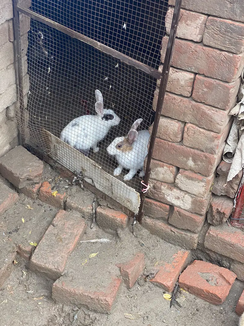 Rabbits male and female for sale — photo 3