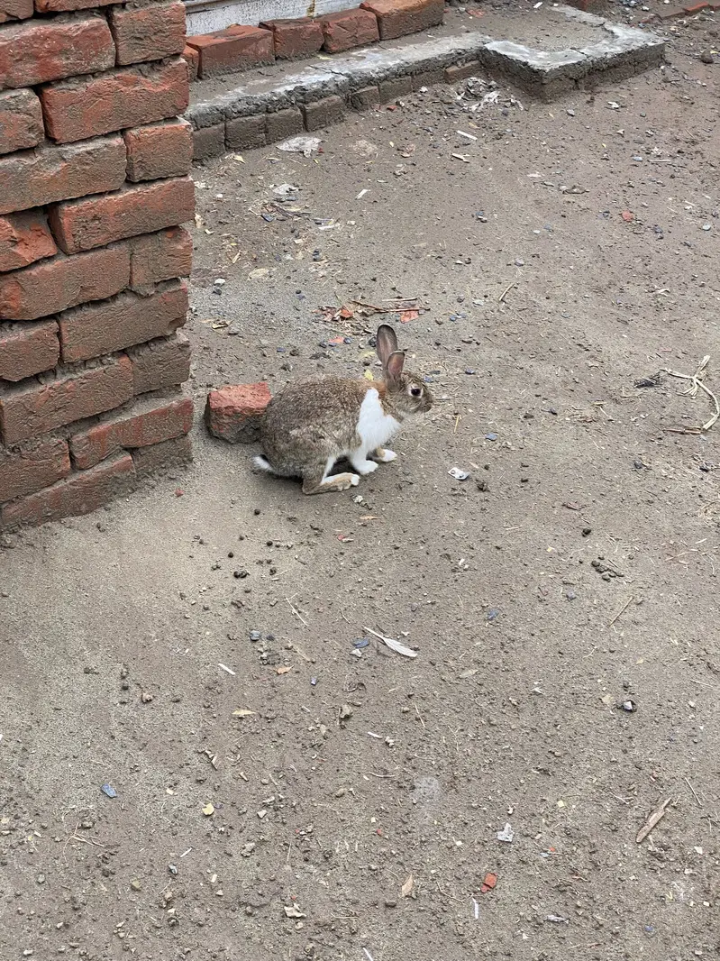 Rabbits male and female for sale — photo 4