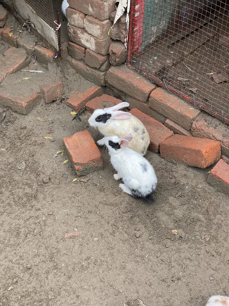 Rabbits male and female for sale — photo 6