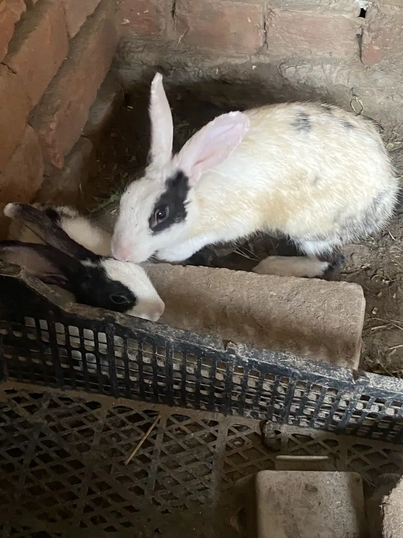 Rabbits male and female for sale — photo 7