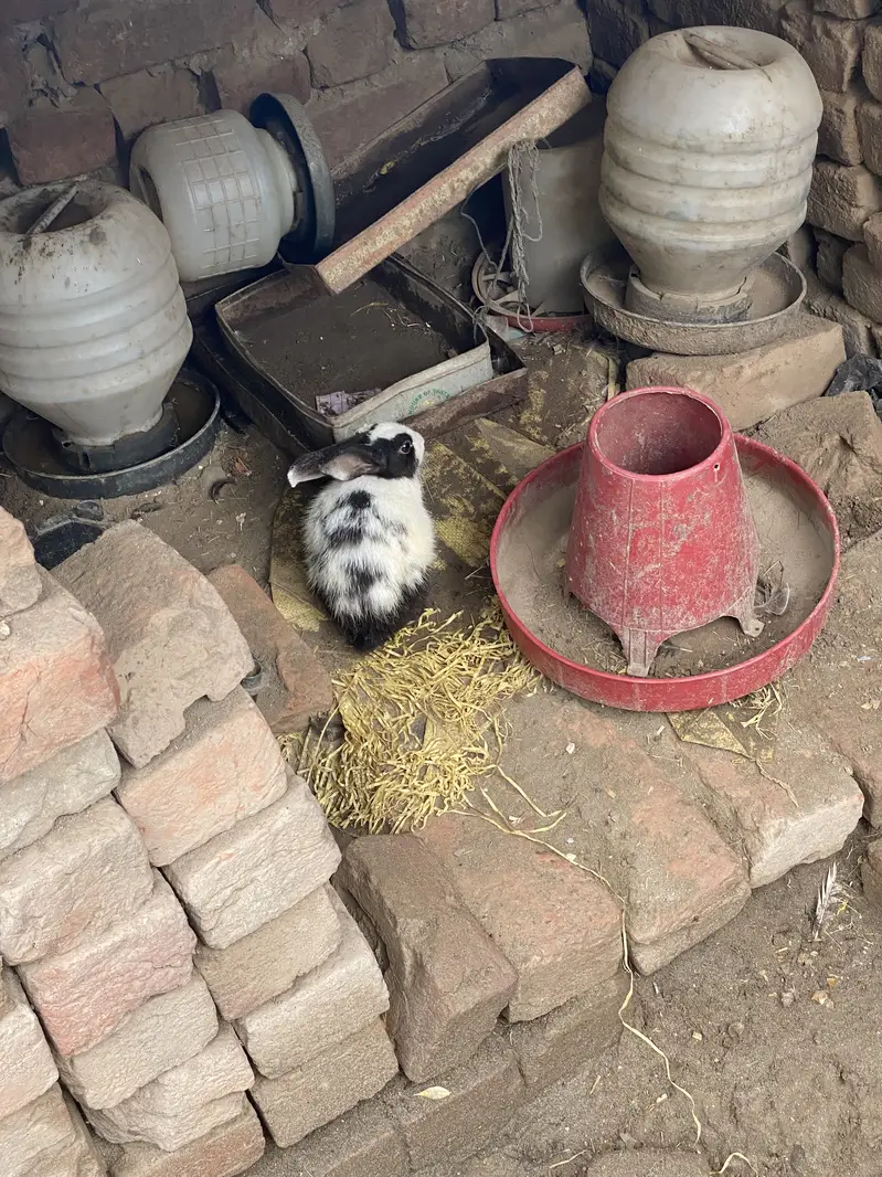 Rabbits male and female for sale — photo 8