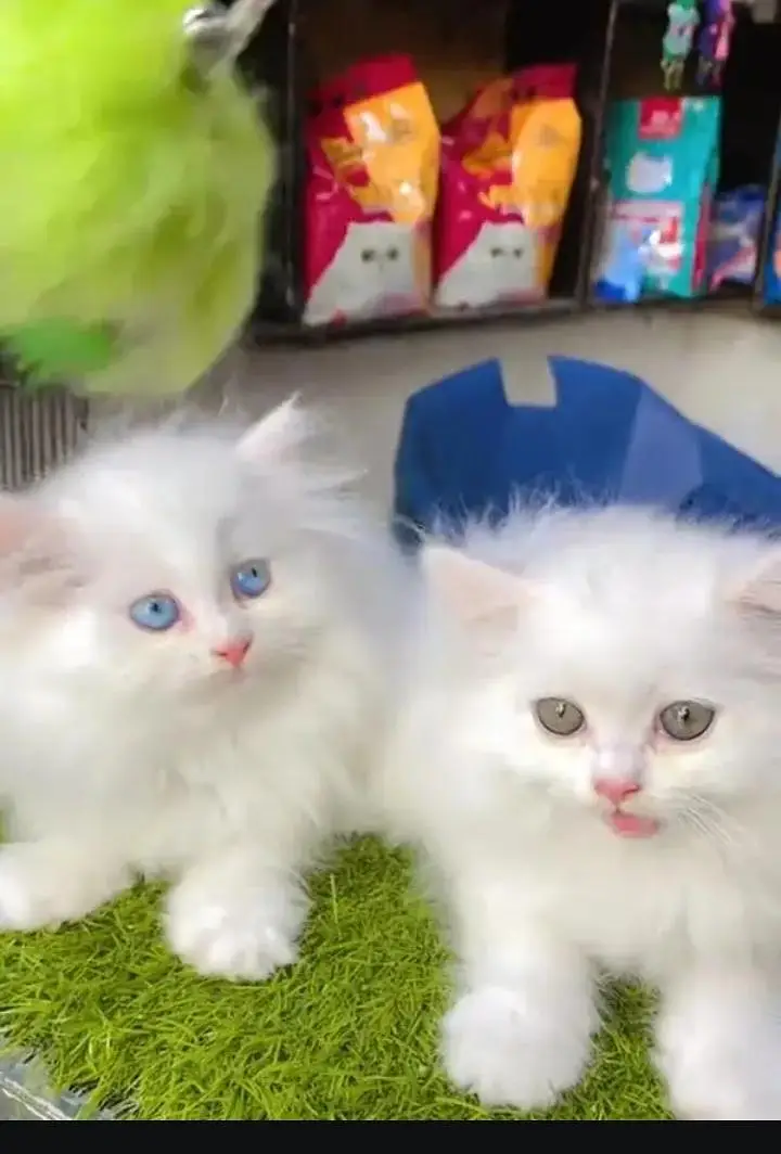 (Persian female kitten) (for sale all) (Pakistan delivery available) — photo 3