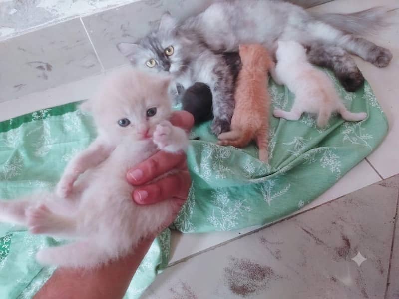 kittens 0