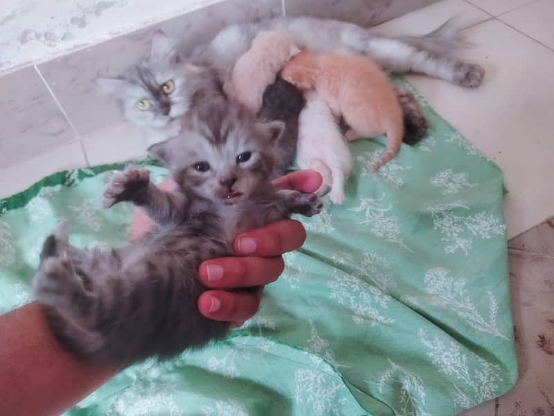 kittens 1