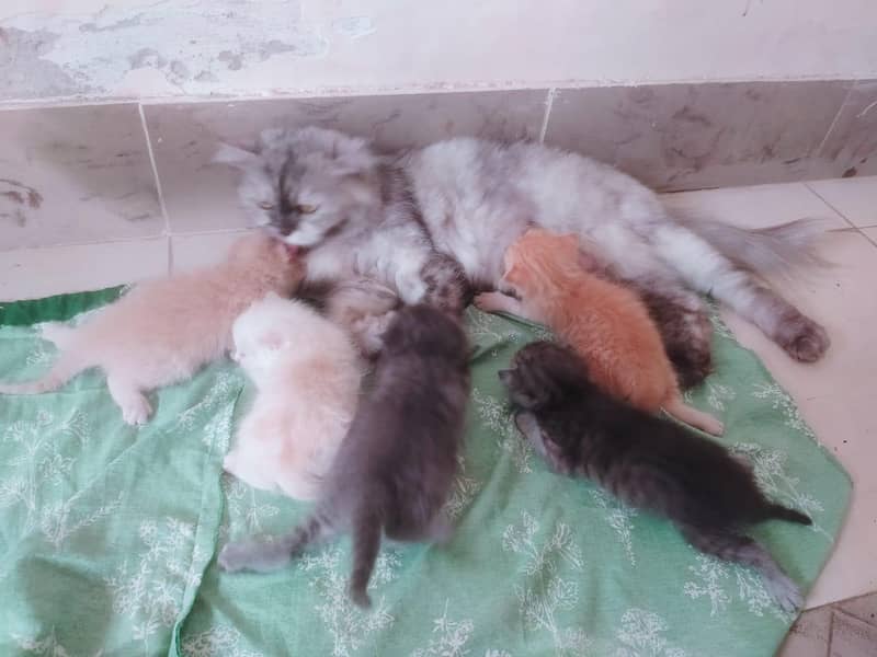 kittens 2