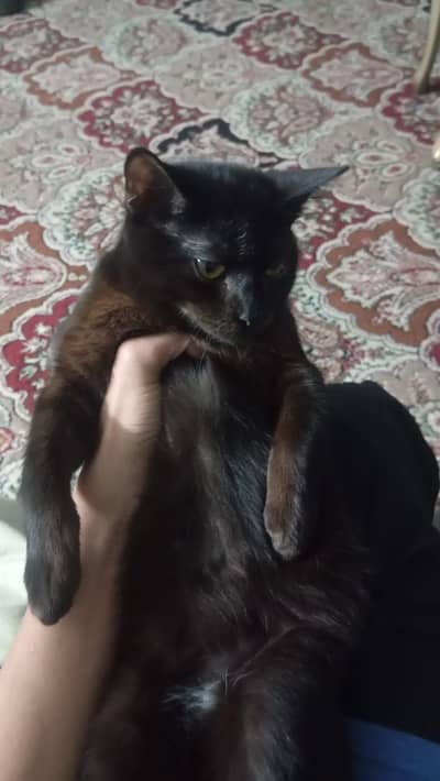 Female cat for sale and exchange