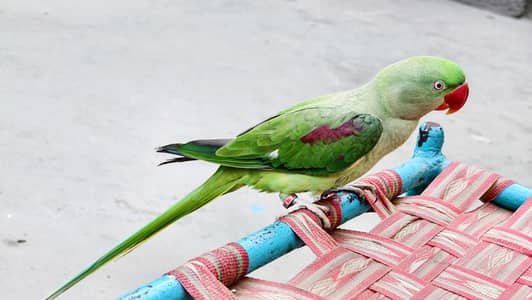 raw parrot femail