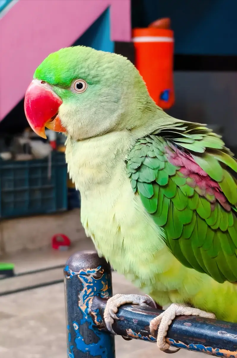raw parrot femail — photo 2