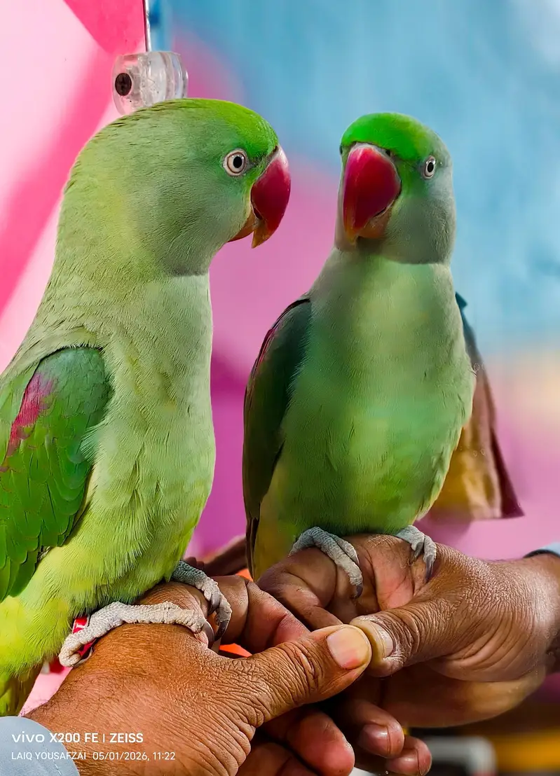 raw parrot femail — photo 3