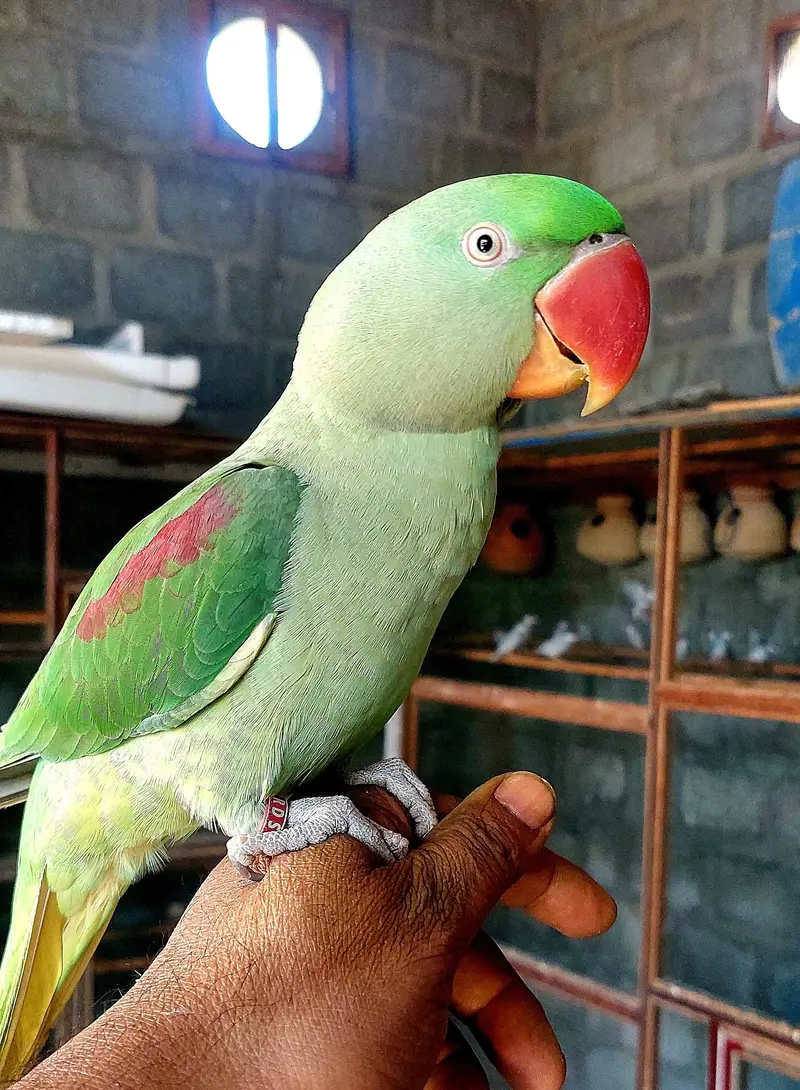 raw parrot femail — photo 4