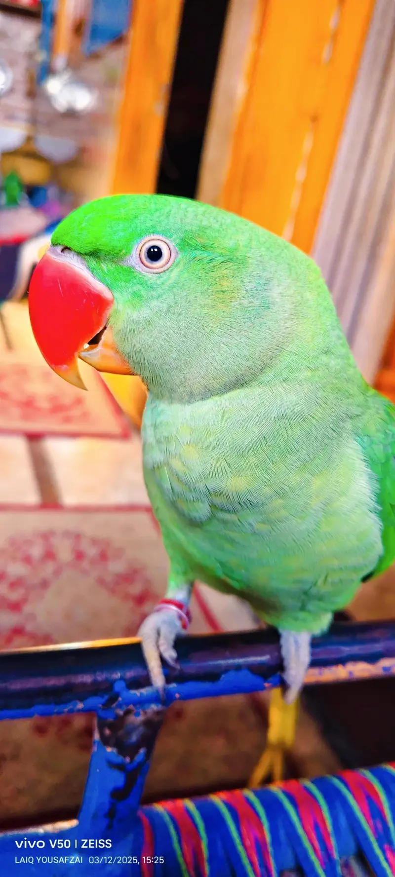 raw parrot femail — photo 5