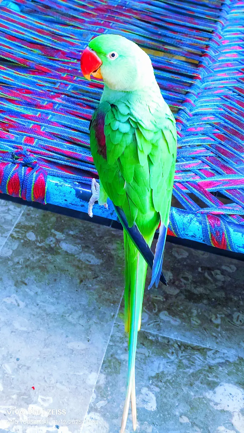 raw parrot femail — photo 6
