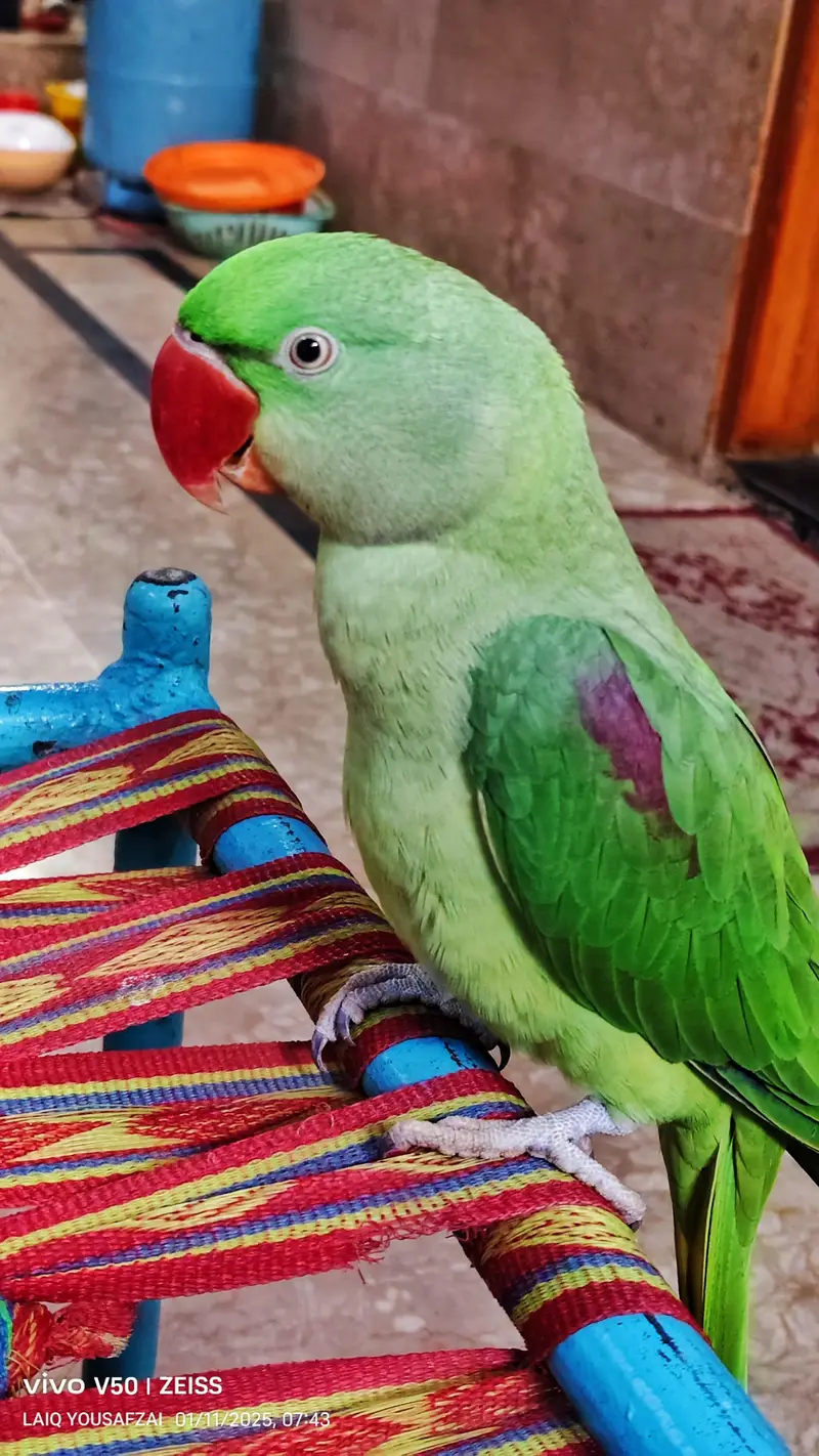 raw parrot femail — photo 8