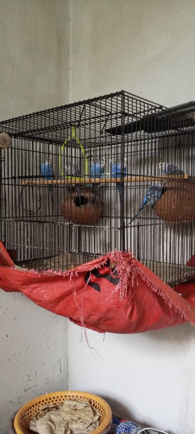 bajre staline  cage be Sath ha acha khasa wazni ha 7kg