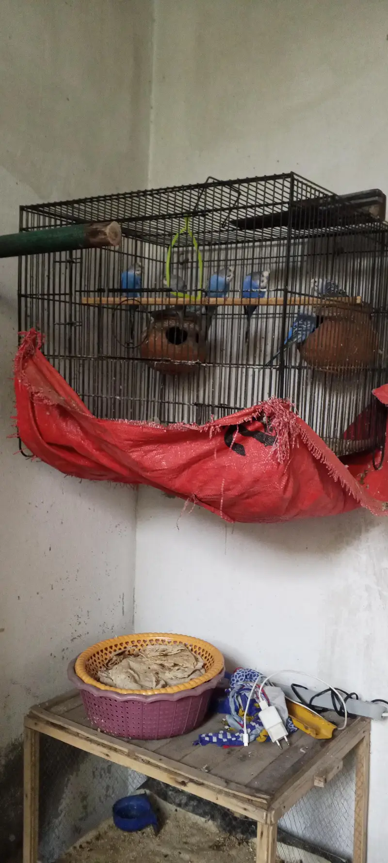 bajre staline  cage be Sath ha acha khasa wazni ha 7kg — photo 2