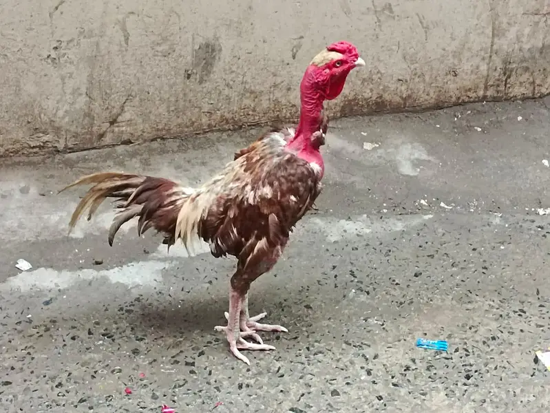 Aseel murga ghair ka — photo 3