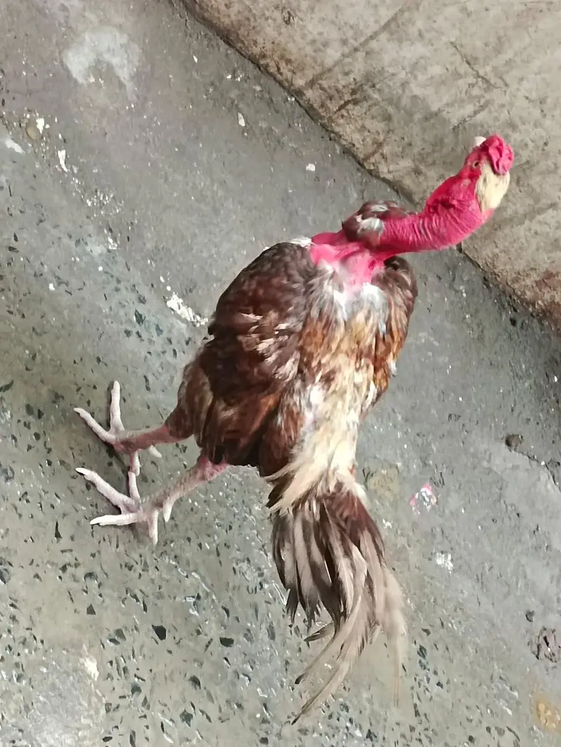 Aseel murga ghair ka — photo 5
