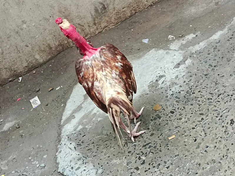 Aseel murga ghair ka — photo 6