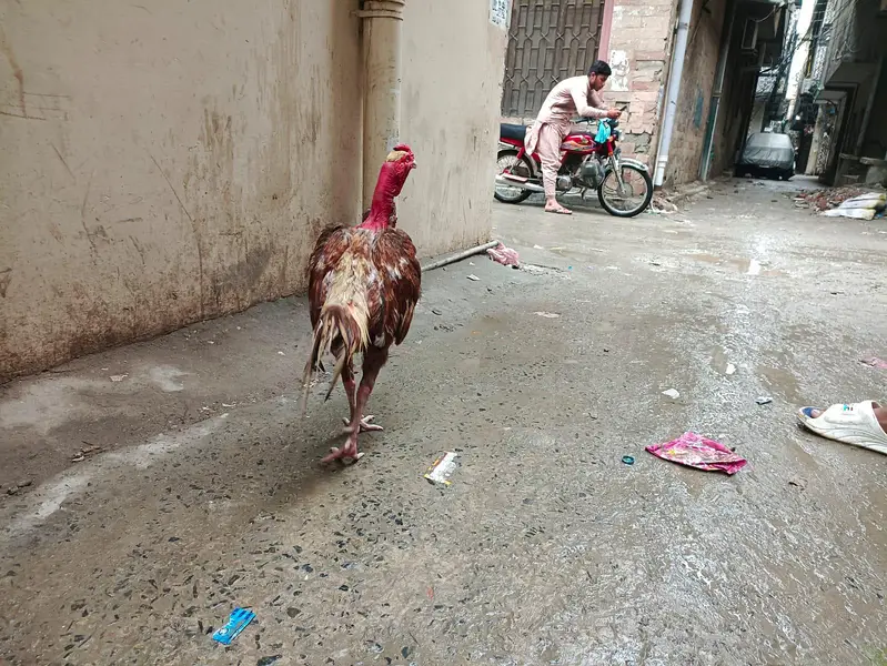 Aseel murga ghair ka — photo 8