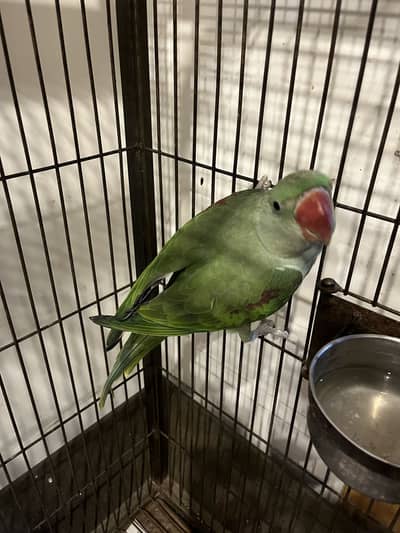 Raw parrot pair