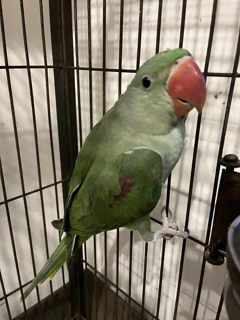 Raw parrot pair — photo 2