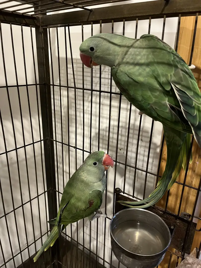 Raw parrot pair — photo 3