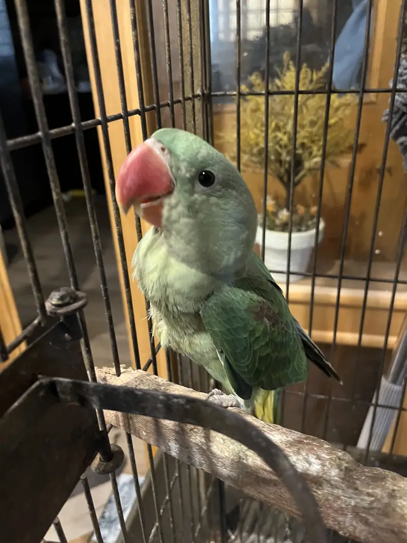 Raw parrot pair — photo 4