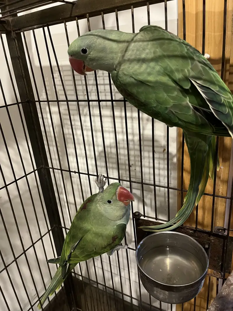Raw parrot pair — photo 5