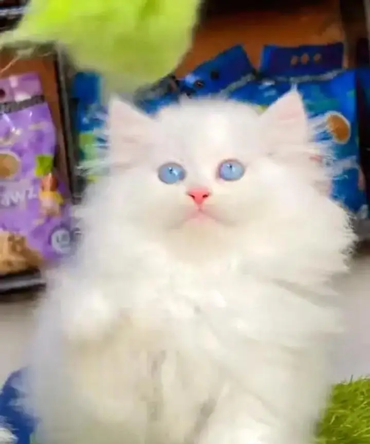(Persian female kitten) (for sale all) (Pakistan delivery available) — photo 3