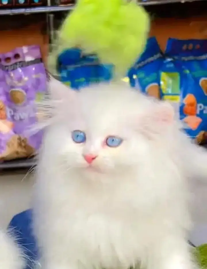 (Persian female kitten) (for sale all) (Pakistan delivery available) — photo 4